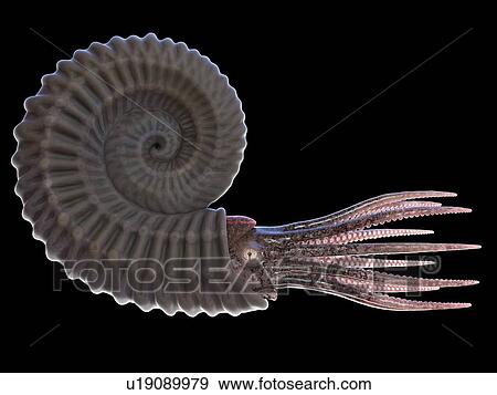 Ammonite, computer illustration. View Large Photo Image Stock Photo - Ammonite, computer illustration.. Fotosearch