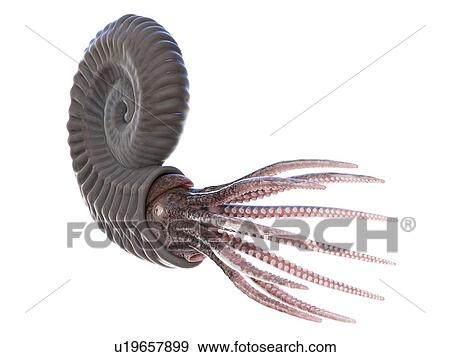 Stock Photo - Ammonite, computer illustration.. Fotosearch