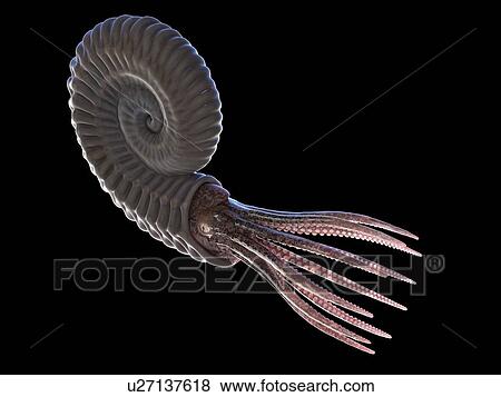 Ammonite, computer illustration. View Large Photo Image Stock Photo - Ammonite, computer illustration.. Fotosearch