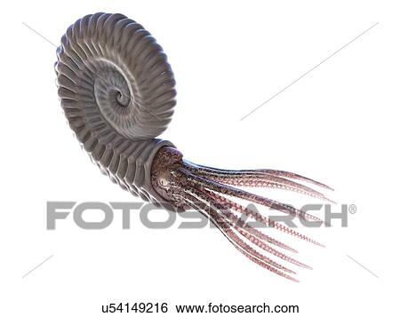 Stock Photograph - Ammonite, computer illustration.. Fotosearch