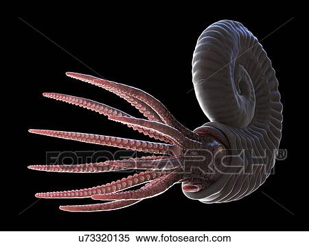 Ammonite, computer illustration. View Large Photo Image Stock Photography - Ammonite, computer illustration.. Fotosearch