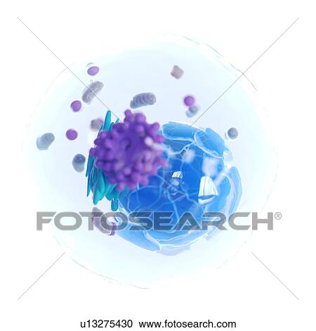 Stock Image - Animal cell, computer illustration.. Fotosearch