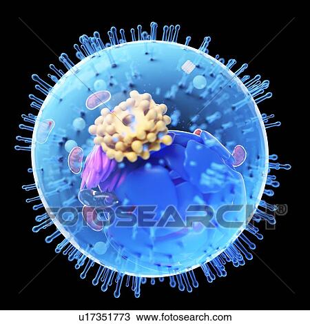 Stock Image - Animal cell, computer illustration.. Fotosearch