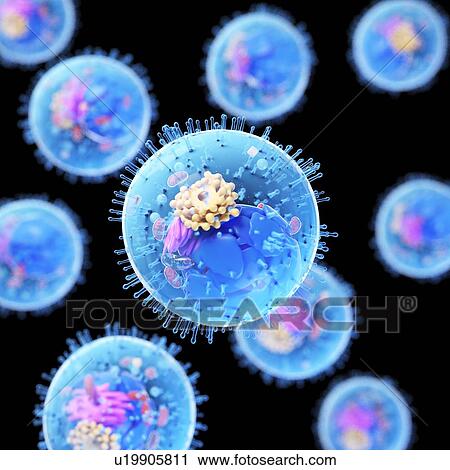 Stock Image - Animal cell, computer illustration.. Fotosearch