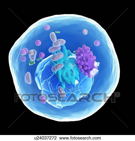 Stock Image - Animal cell, computer illustration.. Fotosearch