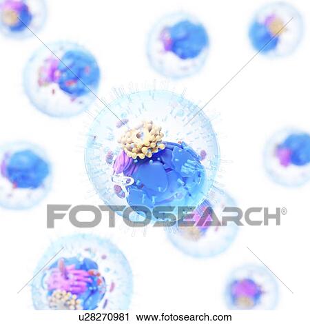 Stock Image - Animal cell, computer illustration.. Fotosearch