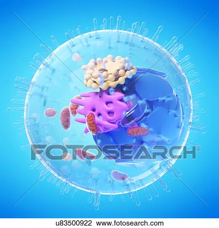 Animal cell, computer illustration. View Large Photo Image Stock Image - Animal cell, computer illustration.. Fotosearch