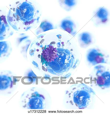 Stock Photo - Animal cell, computer illustration.. Fotosearch