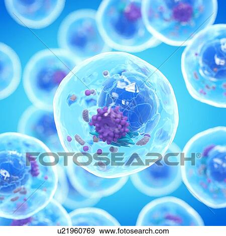 Animal cell, computer illustration. View Large Photo Image Stock Photo - Animal cell, computer illustration.. Fotosearch