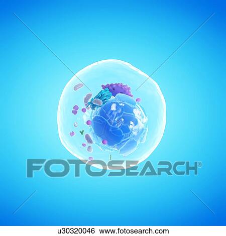 Animal cell, computer illustration. View Large Photo Image Stock Photograph - Animal cell, computer illustration.. Fotosearch