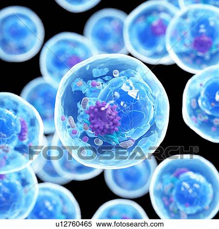 Animal cell, computer illustration. View Large Photo Image Stock Photography - Animal cell, computer illustration.. Fotosearch
