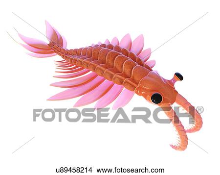 Picture - Anomalocaris, computer illustration.. Fotosearch