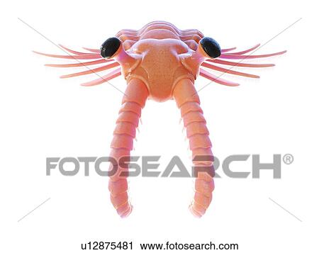 Stock Image - Anomalocaris, computer illustration.. Fotosearch