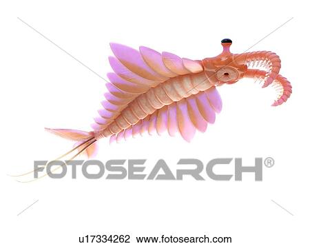 Stock Image - Anomalocaris, computer illustration.. Fotosearch