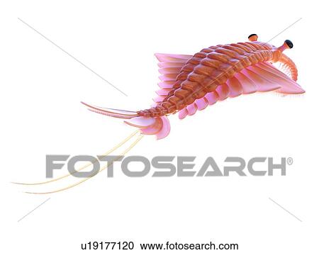 Stock Image - Anomalocaris, computer illustration.. Fotosearch