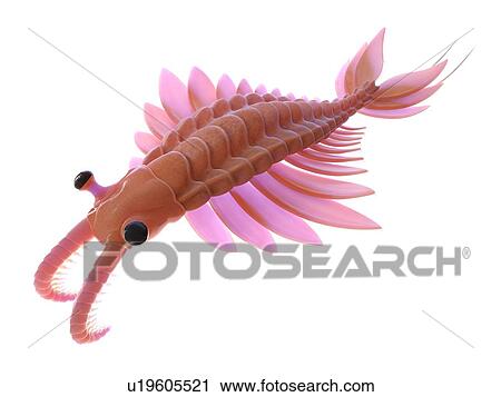 Stock Image - Anomalocaris, computer illustration.. Fotosearch