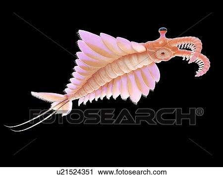 Stock Image - Anomalocaris, computer illustration.. Fotosearch