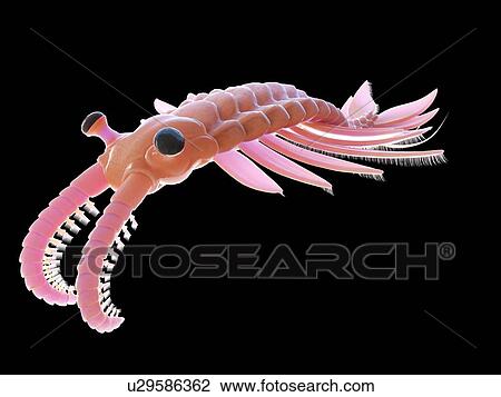 Stock Image - Anomalocaris, computer illustration.. Fotosearch