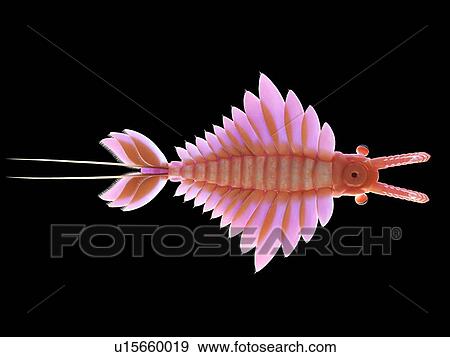Stock Photo - Anomalocaris, computer illustration.. Fotosearch