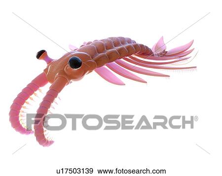 Stock Photo - Anomalocaris, computer illustration.. Fotosearch