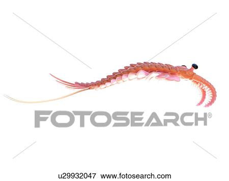 Stock Photo - Anomalocaris, computer illustration.. Fotosearch
