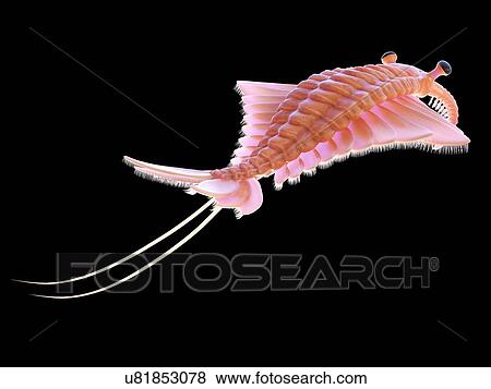 Stock Photo - Anomalocaris, computer illustration.. Fotosearch