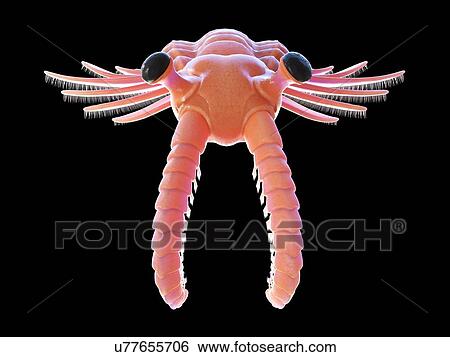 Stock Photograph - Anomalocaris, computer illustration.. Fotosearch