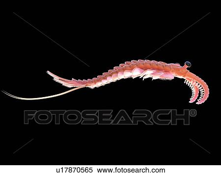 Stock Photography - Anomalocaris, computer illustration.. Fotosearch