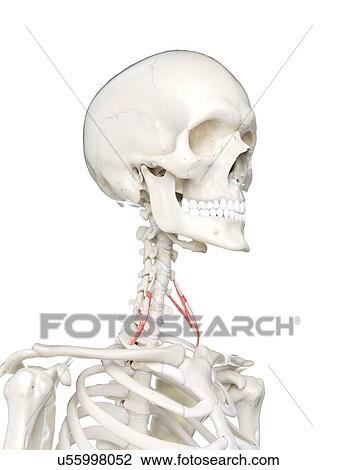 Anterior scalene muscle, illustration View Large Photo Image Stock Image - Anterior scalene muscle, illustration. Fotosearch