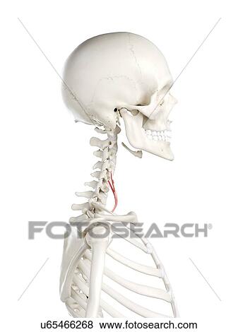 Stock Photo - Anterior scalene muscle, illustration. Fotosearch