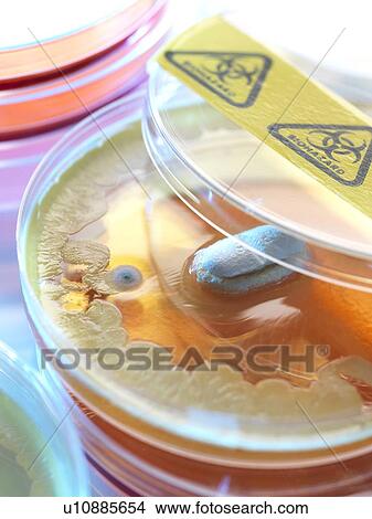 Picture - Antibiotic testing, conceptual image.. Fotosearch