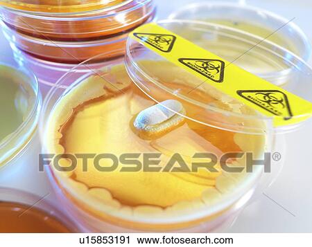 Stock Image - Antibiotic testing, conceptual image.. Fotosearch