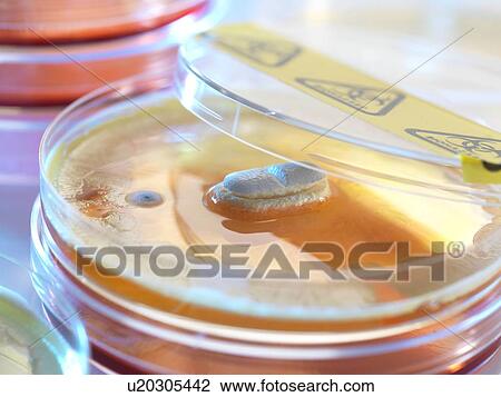 Stock Image - Antibiotic testing, conceptual image.. Fotosearch