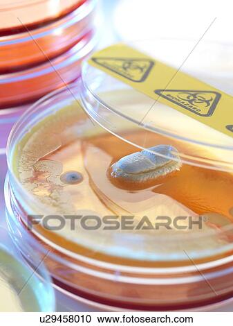 Stock Image - Antibiotic testing, conceptual image.. Fotosearch