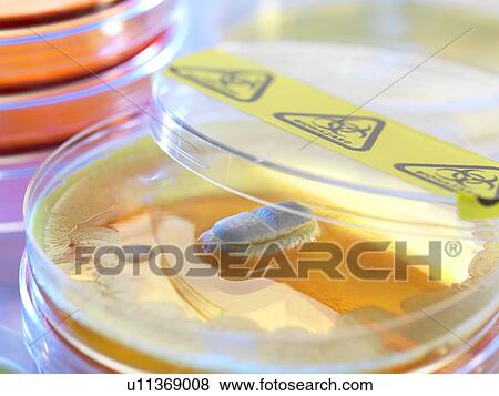 Stock Photo - Antibiotic testing, conceptual image.. Fotosearch