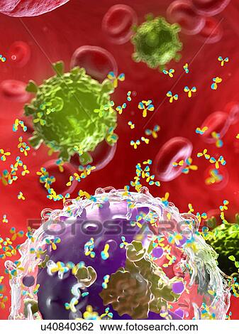 Stock Image - Antibodies attacking a virus, illustration. Fotosearch