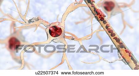 Picture - Astrocyte and blood vessel, computer illustration. Astrocytes, brain glial cells, also known as astroglia, connect neuronal cells to blood vessels and provide blood brain barrier.. Fotosearch