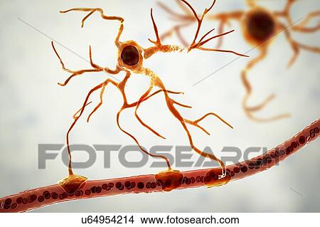 Picture - Astrocyte and blood vessel, computer illustration. Astrocytes, brain glial cells, also known as astroglia, connect neuronal cells to blood vessels and provide blood brain barrier.. Fotosearch