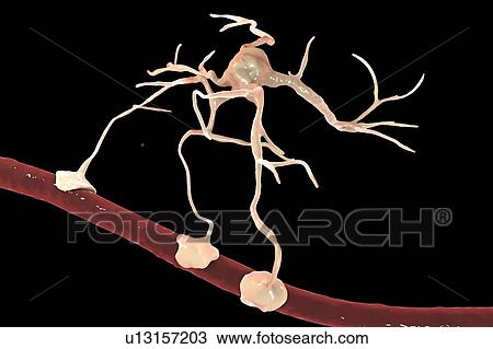 Stock Image - Astrocyte and blood vessel, computer illustration. Astrocytes, brain glial cells, also known as astroglia, connect neuronal cells to blood vessels and provide blood brain barrier.. Fotosearch