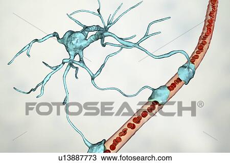 Stock Image - Astrocyte and blood vessel, computer illustration. Astrocytes, brain glial cells, also known as astroglia, connect neuronal cells to blood vessels and provide blood brain barrier.. Fotosearch