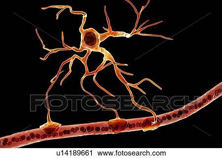 Stock Image - Astrocyte and blood vessel, computer illustration. Astrocytes, brain glial cells, also known as astroglia, connect neuronal cells to blood vessels and provide blood brain barrier.. Fotosearch