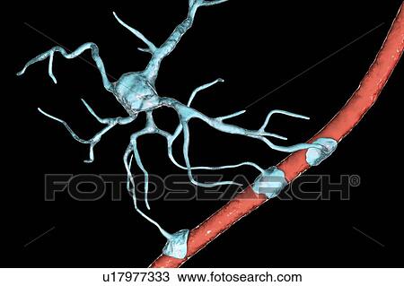 Stock Image - Astrocyte and blood vessel, computer illustration. Astrocytes, brain glial cells, also known as astroglia, connect neuronal cells to blood vessels and provide blood brain barrier.. Fotosearch