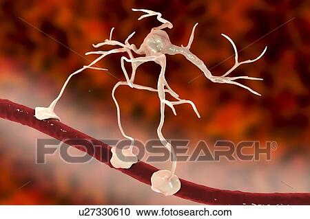 Stock Image - Astrocyte and blood vessel, computer illustration. Astrocytes, brain glial cells, also known as astroglia, connect neuronal cells to blood vessels and provide blood brain barrier.. Fotosearch