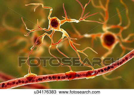 Astrocyte and blood vessel, computer illustration. Astrocytes, brain glial cells, also known as astroglia, connect neuronal cells to blood vessels and provide blood brain barrier. View Large Photo Image Stock Image - Astrocyte and blood vessel, computer illustration. Astrocytes, brain glial cells, also known as astroglia, connect neuronal cells to blood vessels and provide blood brain barrier.. Fotosearch