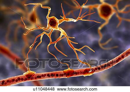Stock Photo - Astrocyte and blood vessel, computer illustration. Astrocytes, brain glial cells, also known as astroglia, connect neuronal cells to blood vessels and provide blood brain barrier.. Fotosearch