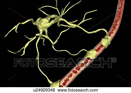 Stock Photo - Astrocyte and blood vessel, computer illustration. Astrocytes, brain glial cells, also known as astroglia, connect neuronal cells to blood vessels and provide blood brain barrier.. Fotosearch