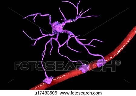 Stock Photograph - Astrocyte and blood vessel, computer illustration. Astrocytes, brain glial cells, also known as astroglia, connect neuronal cells to blood vessels and provide blood brain barrier.. Fotosearch