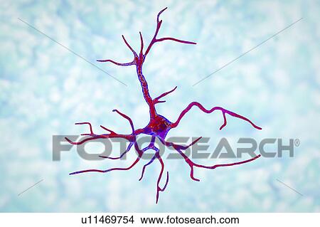 Picture - Astrocyte nerve cells, computer illustration. Astrocytes are a type of glial cell. They provide structural support and protection for neurons (nerve cells) and also supply them with nutrients and oxygen. The cells cannot transmit electric signals and.... Fotosearch
