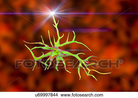 Astrocyte nerve cells, computer illustration. Astrocytes are a type of glial cell. They provide structural support and protection for neurons (nerve cells) and also supply them with nutrients and oxygen. The cells cannot transmit electric signals and... View Large Photo Image Picture - Astrocyte nerve cells, computer illustration. Astrocytes are a type of glial cell. They provide structural support and protection for neurons (nerve cells) and also supply them with nutrients and oxygen. The cells cannot transmit electric signals and.... Fotosearch