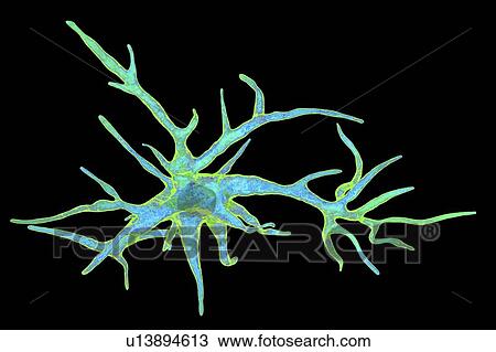 Astrocyte nerve cells, computer illustration. Astrocytes are a type of glial cell. They provide structural support and protection for neurons (nerve cells) and also supply them with nutrients and oxygen. The cells cannot transmit electric signals and... View Large Photo Image Stock Image - Astrocyte nerve cells, computer illustration. Astrocytes are a type of glial cell. They provide structural support and protection for neurons (nerve cells) and also supply them with nutrients and oxygen. The cells cannot transmit electric signals and.... Fotosearch